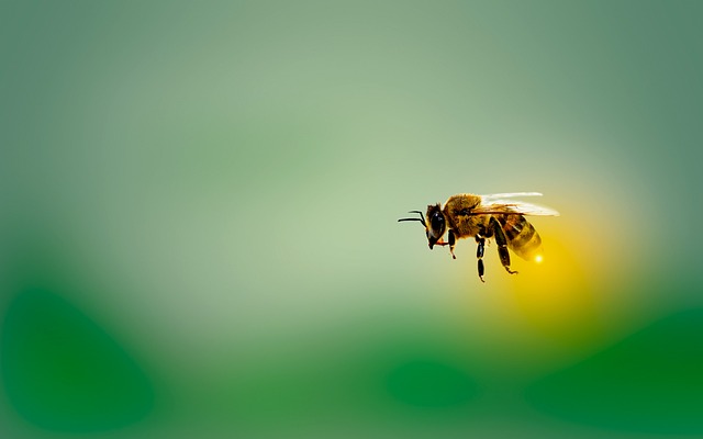 abeja volando