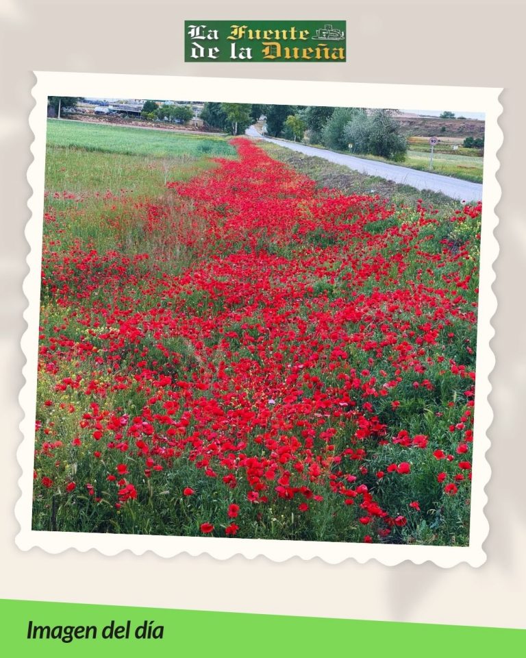 campo amapolas